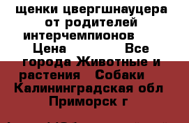 щенки цвергшнауцера от родителей интерчемпионов,   › Цена ­ 35 000 - Все города Животные и растения » Собаки   . Калининградская обл.,Приморск г.